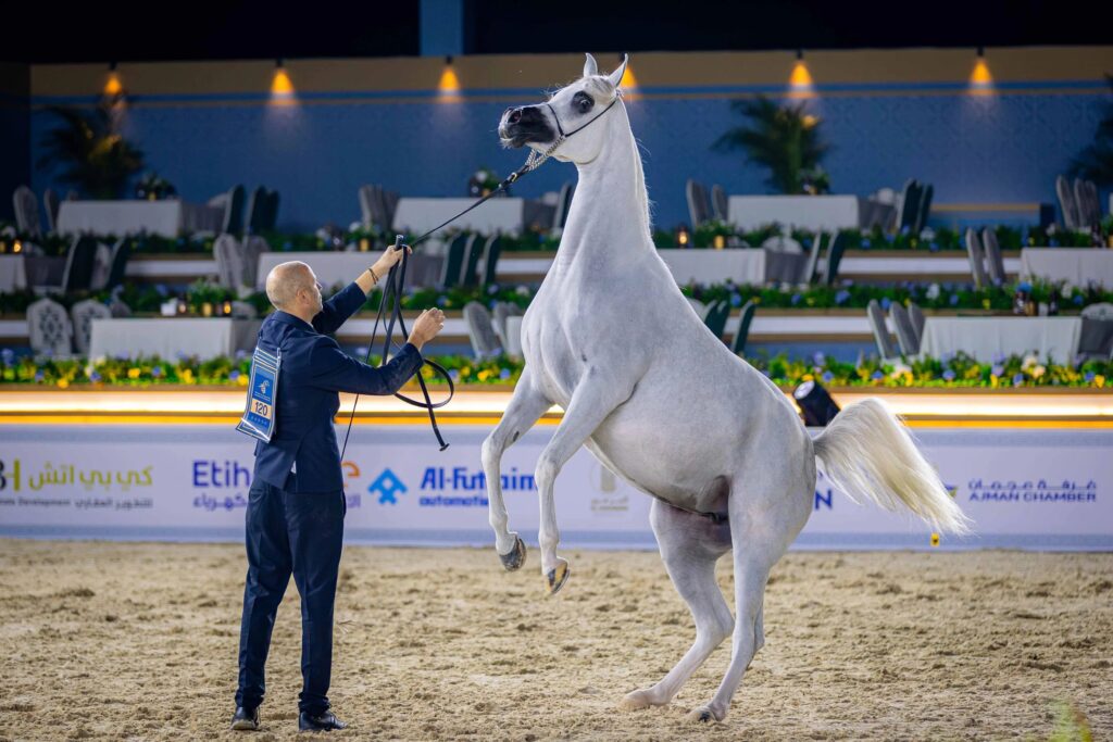 حضور جماهيري كبير في اليوم الأول من بطولة عجمان لجمال الخيل العربي 1767432526 image