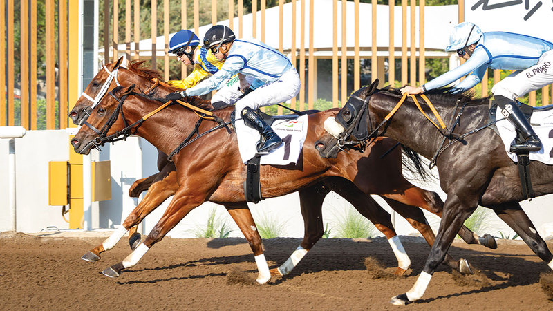 91 خيلاً تنافس على ألقاب السباق السادس في موسم مضمار «جبل علي» 1768033426 image